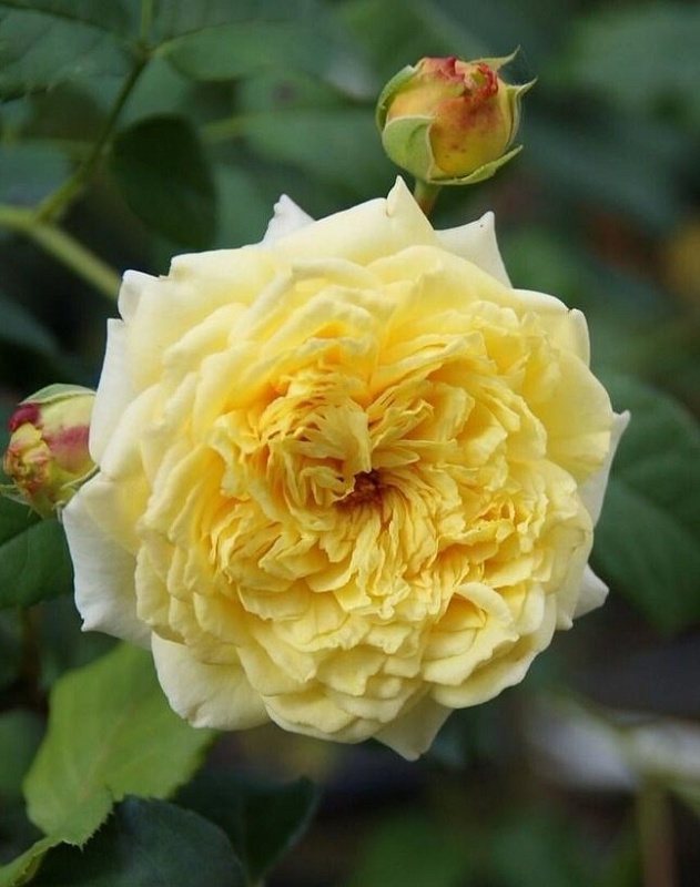 Роза английская Нельсон Монфорт